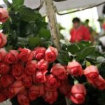 Gu&iacute;a de Compra de Productos para Cultivo Hidrop&oacute;nico en Pizarra