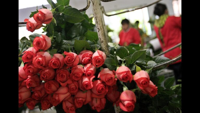 Opciones de compra de productos hidrop&oacute;nicos en Rinc&oacute;n de la Victoria