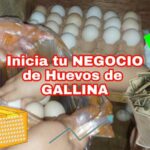 Gu&iacute;a para Registrar un Negocio en Alhaur&iacute;n de la Torre