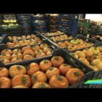 Guía para Comprar Productos Orgánicos en Totalán