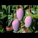 Guía de Jardines Botánicos en Moclinejo